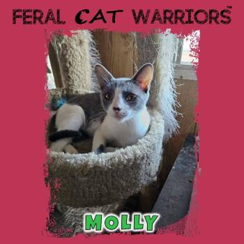 Molly -  Domestic Short Hair Cat for Adoption in Kingman, Arizona - Molly | PetCurious