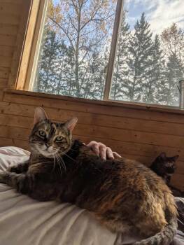 Rescue Domestic Short Hair Cats for Adoption in Winnipeg, Manitoba - Taffy | PetCurious