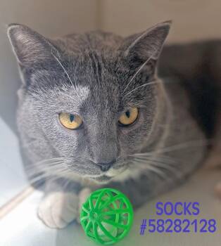 Rescue Domestic Short Hair Cats for Adoption in Wilkes-barre, Pennsylvania - Socks | PetCurious