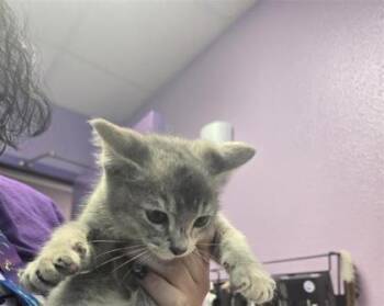 Mouse* -  Domestic Short Hair Cat for Adoption in El Paso, Texas - Mouse* | PetCurious
