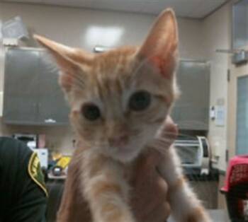 Rescue Domestic Short Hair Cats for Adoption in Sacramento, California - COLBY | PetCurious