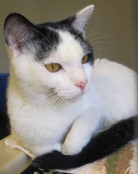 COOPER -  Domestic Short Hair Cat for Adoption in Taunton, Massachusetts - COOPER | PetCurious