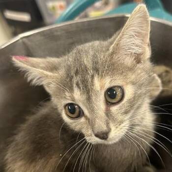 Bluefin -  Domestic Short Hair Cat for Adoption in Salt Lake City, Utah - Bluefin | PetCurious