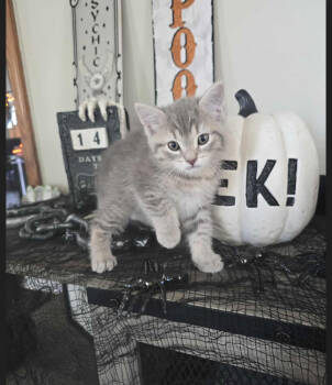 Rescue Domestic Short Hair Cats for Adoption in Metamora, Illinois - Blossom | PetCurious