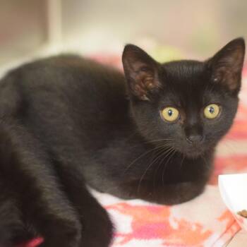 Twist -  Domestic Short Hair Cat for Adoption in Belleville, Illinois - Twist | PetCurious
