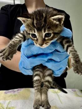 Mariner -  Domestic Short Hair Cat for Adoption in Daytona Beach, Florida - Mariner | PetCurious