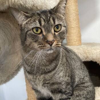 Rescue Domestic Short Hair Cats for Adoption in Fredericksburg, Virginia - Arlo | PetCurious