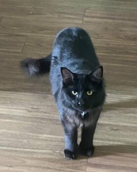 Pierre McNipsy -  Domestic Long Hair Cat for Adoption in Christiansburg, Virginia - Pierre McNipsy | PetCurious