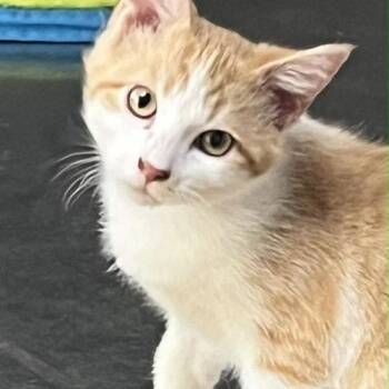 Squirt -  Domestic Short Hair Cat for Adoption in Minneapolis, Minnesota - Squirt | PetCurious