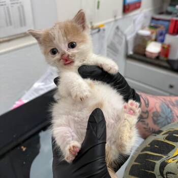 Rum & Thanos **bonded pair** -  Domestic Short Hair Cat for Adoption in Philadelphia, Pennsylvania - Rum & Thanos **bonded Pair** | PetCurious