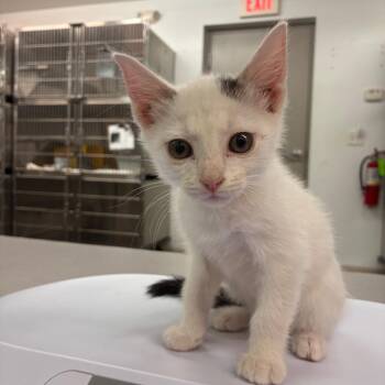 Pookie Bear -  Domestic Short Hair Cat for Adoption in Manhattan, Kansas - Pookie Bear | PetCurious