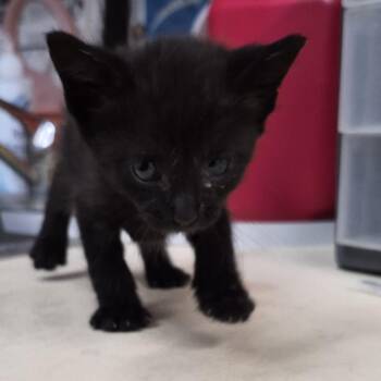 Twinky -  Domestic Short Hair Cat for Adoption in Ardmore, Oklahoma - Twinky | PetCurious