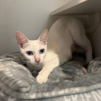 Widow -  Domestic Short Hair Cat for Adoption in Buellton, California - Widow | PetCurious