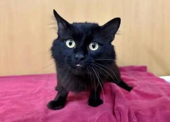 WAYLON -  Domestic Medium Hair Cat for Adoption in Brentwood, Missouri - WAYLON | PetCurious