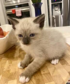 Waffles (pre adopt) -  Siamese and Snowshoe Cat for Adoption in Fort Worth, Texas - Waffles (pre Adopt) | PetCurious