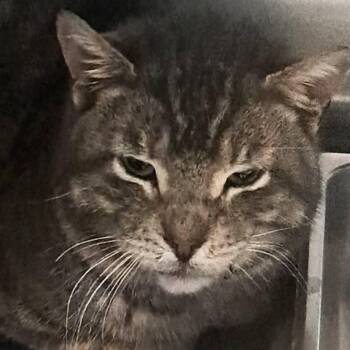 Domestic Short Hair Cats Available for Adoption - Heathcliff | PetCurious