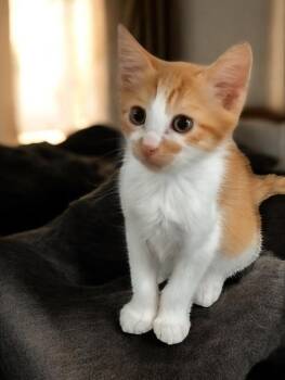 Rory -  Domestic Short Hair Cat for Adoption in North Richland Hills, Texas - Rory | PetCurious