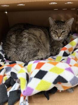 BETTY BISCUIT BAKER -  Domestic Short Hair Cat for Adoption in Omaha, Nebraska - BETTY BISCUIT BAKER | PetCurious