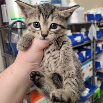 Rescue Domestic Short Hair Cats for Adoption in Sumterville, Florida - SCFL-Stray-64304_2_3_4 | PetCurious