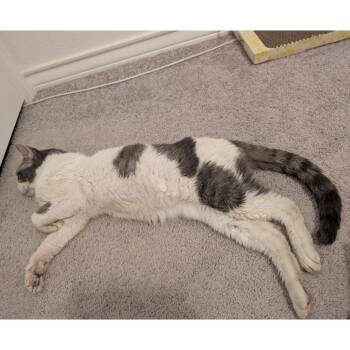 Domestic Short Hair Cats Available for Adoption - Dr Robbie | PetCurious