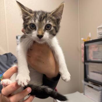 Domestic Short Hair Cats Available for Adoption in Morganton, North Carolina - Kane | PetCurious
