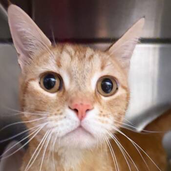 Oscar -  Domestic Short Hair Cat for Adoption in Murray, Utah - Oscar | PetCurious
