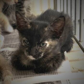 Ladybug -  American Shorthair Cat for Adoption in Wheeling, Illinois - Ladybug | PetCurious