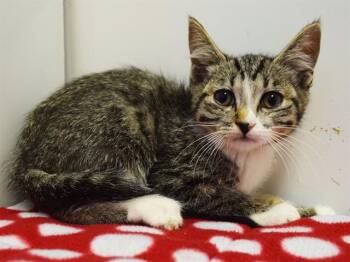 TERESITA -  Domestic Short Hair Cat for Adoption in Sacramento, California - TERESITA | PetCurious