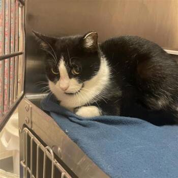 Rescue Domestic Short Hair Cats for Adoption in Dallas, Texas - Safari | PetCurious