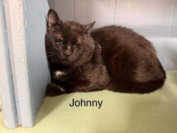 Johnny -  Domestic Short Hair Cat for Adoption in Plattsburgh, New York - Johnny | PetCurious