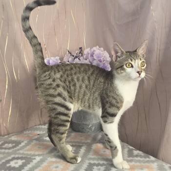 Tiger -  Domestic Short Hair Cat for Adoption in Long Beach, Mississippi - Tiger | PetCurious