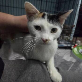 Ruthie -  Domestic Short Hair Cat for Adoption in Reisterstown, Maryland - Ruthie | PetCurious