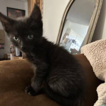 Louie -  Domestic Short Hair Cat for Adoption in Spokane, Washington - Louie | PetCurious