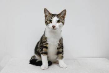 Rescue Domestic Short Hair Cats for Adoption in Winton, North Carolina - Sawyer | PetCurious