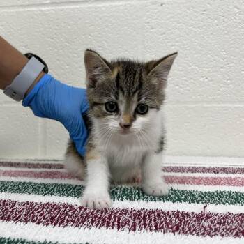 SVAS-Stray-39031 -  Domestic Short Hair Cat for Adoption in Lyndhurst, Virginia - SVAS-Stray-39031 | PetCurious