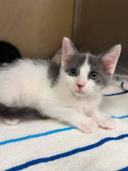 ELLE WOODS -  Domestic Short Hair Cat for Adoption in Fort Myers, Florida - ELLE WOODS | PetCurious