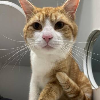 Domestic Short Hair Cats Available for Adoption - Charlie | PetCurious