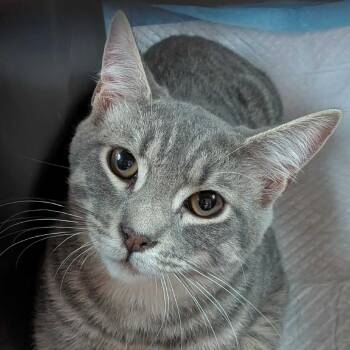 Satin -  Domestic Short Hair Cat for Adoption in Kennebunk, Maine - Satin | PetCurious