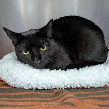 Pistachio -  Domestic Short Hair Cat for Adoption in Aberdeen, Washington - Pistachio | PetCurious
