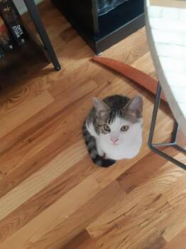 Croustade -  Domestic Short Hair Cat for Adoption in Montreal, Quebec - Croustade | PetCurious