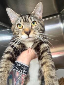 Big Sean -  Domestic Short Hair Cat for Adoption in Sebastian, Florida - Big Sean | PetCurious