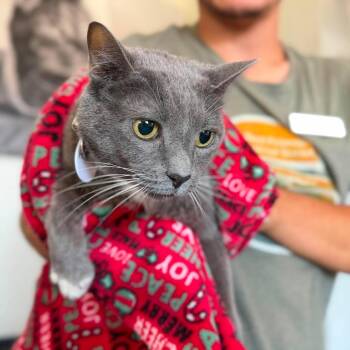 Hannah -  Domestic Short Hair Cat for Adoption in Ramona, California - Hannah | PetCurious