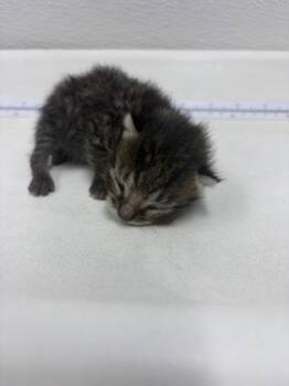 Banana -  Domestic Short Hair Cat for Adoption in West Chester, Pennsylvania - Banana | PetCurious
