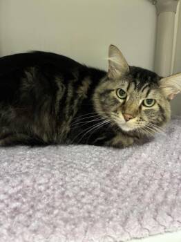 *Kirkland* -  Domestic Long Hair Cat for Adoption in Salt Lake City, Utah - *Kirkland* | PetCurious