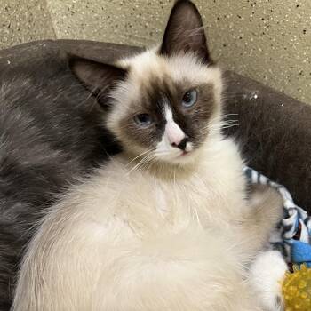 Echo -  Siamese Cat for Adoption in Pekin, Illinois - Echo | PetCurious