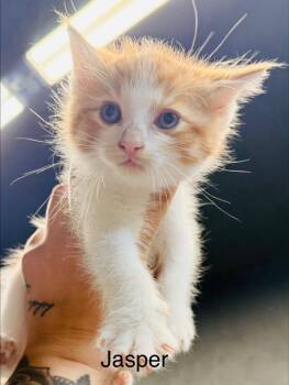 Domestic Short Hair Cats Available for Adoption in Fayetteville, Tennessee - Jasper | PetCurious
