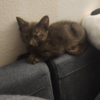 Princess Peach -  Domestic Short Hair Cat for Adoption in South Elgin, Illinois - Princess Peach | PetCurious