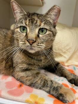 Truffles (E Erwin) -  Domestic Short Hair Cat for Adoption in Johnson City, Tennessee - Truffles (E Erwin) | PetCurious