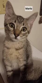 MARLO -  Domestic Short Hair Cat for Adoption in Peoria, Illinois - MARLO | PetCurious