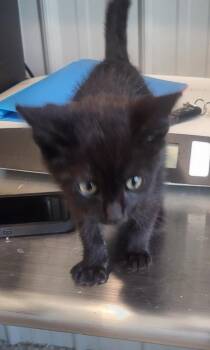Magnum -  Domestic Short Hair Cat for Adoption in Medford, Wisconsin - Magnum | PetCurious